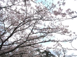 公園まで桜を見に行きました